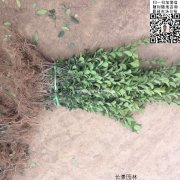 哪里有大葉黃楊綠籬苗 價(jià)格是多少？