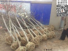 常用規(guī)格的白玉蘭樹多少錢？