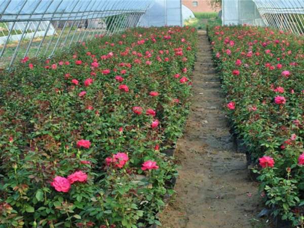 月季花銷(xiāo)售_月季花多少錢(qián)_月季花購(gòu)買(mǎi) 月季花銷(xiāo)售_月季花多少錢(qián)_月季花購(gòu)買(mǎi)