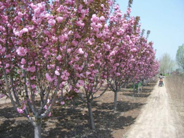 櫻花基地低價(jià)供應(yīng)櫻花小苗,價(jià)格低質(zhì)量好 櫻花基地低價(jià)供應(yīng)櫻花小苗,價(jià)格低質(zhì)量好