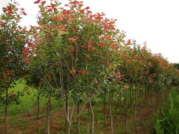 綠化苗木采購(gòu)過(guò)程中需要注意哪些？