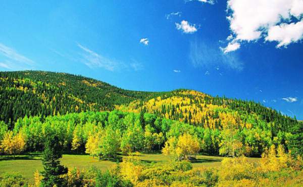 學(xué)習(xí)國(guó)外苗木行業(yè)經(jīng)驗(yàn)，搶先了解國(guó)內(nèi)市場(chǎng)動(dòng)態(tài)