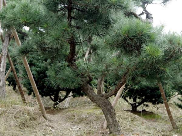 造型黑松樹(shù)哪里便宜？哪家的質(zhì)量好？