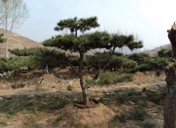 造型黑松樹(shù)哪里便宜？哪家的質(zhì)量好？