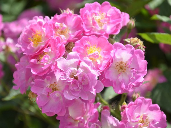 哪里有薔薇花苗賣？薔薇花苗批發(fā)