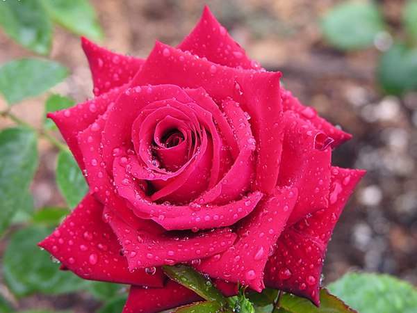 哪里有薔薇花苗賣？薔薇花苗批發(fā)