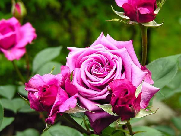 哪里有薔薇花苗賣？薔薇花苗批發(fā)