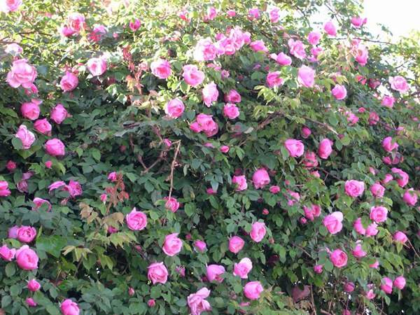 哪里有薔薇花苗賣？薔薇花苗批發(fā)