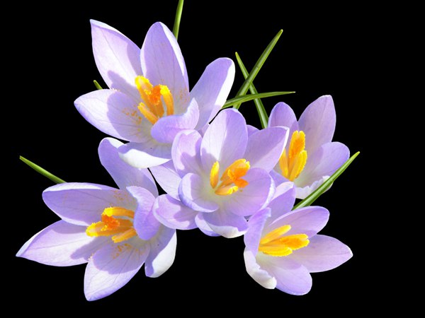 丁香花的花語(yǔ)是什么？