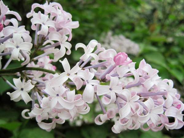 丁香花的花語(yǔ)是什么？