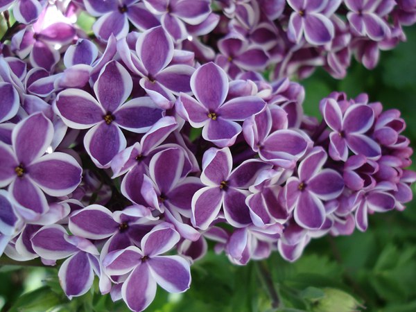 丁香花的花語(yǔ)是什么？