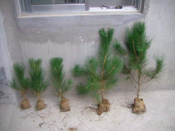 黑松種子什么時(shí)候種好，怎么種發(fā)芽率高？