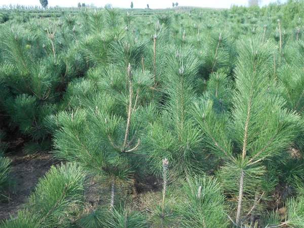 黑松種子什么時(shí)候種好，怎么種發(fā)芽率高？