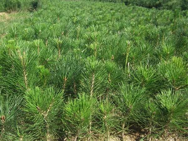 黑松種子什么時(shí)候種好，怎么種發(fā)芽率高？