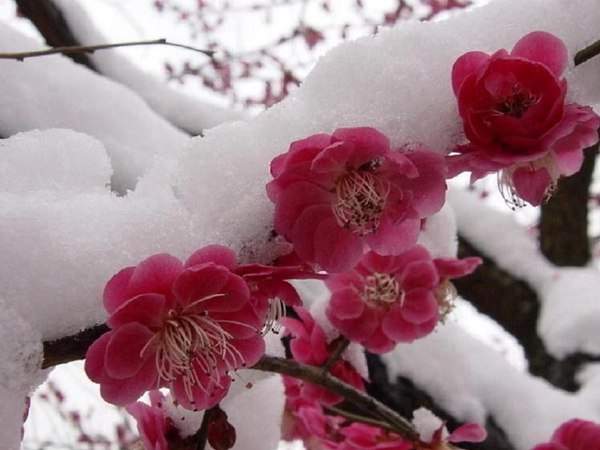 紅梅的花語是什么？