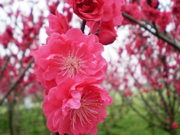 紅梅花一般什么時候開花？