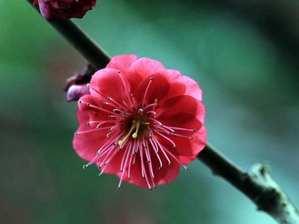 紅梅花一般什么時候開花？