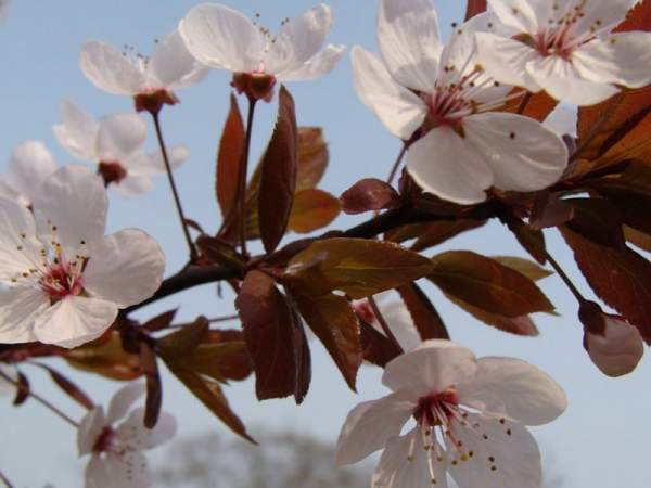 紫葉李和紅葉李的花語(yǔ)是什么？