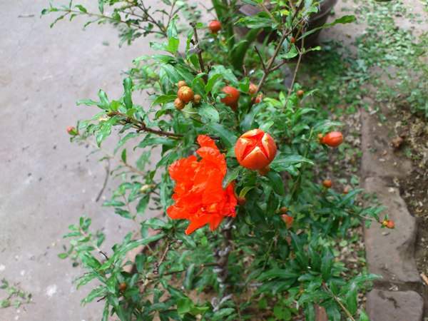 花石榴的花期、果期是什么時候