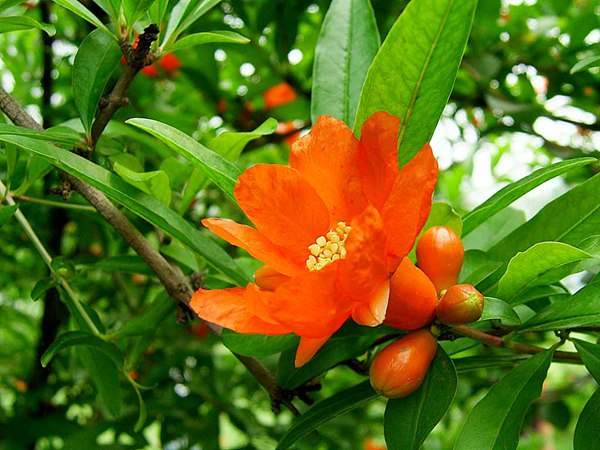 花石榴的花期、果期是什么時候