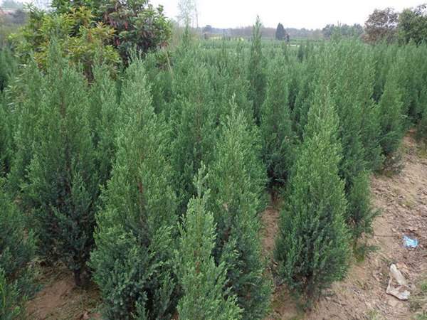 刺柏產(chǎn)區(qū)都有哪些地方？