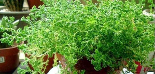 藍(lán)地柏盆景