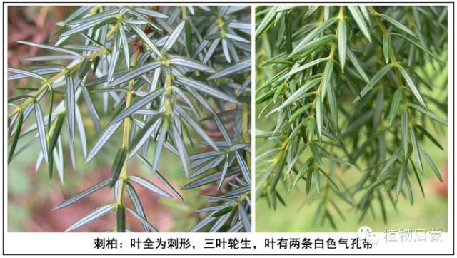 圓柏、刺柏、側(cè)柏、柏木以及龍柏的簡(jiǎn)易識(shí)別法