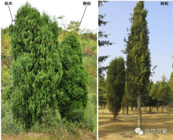 圓柏、刺柏、側(cè)柏、柏木以及龍柏的簡(jiǎn)易識(shí)別法