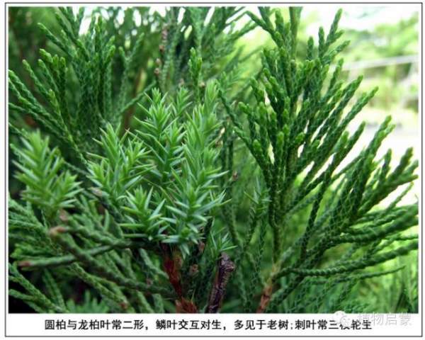 圓柏、刺柏、側(cè)柏、柏木以及龍柏的簡(jiǎn)易識(shí)別法