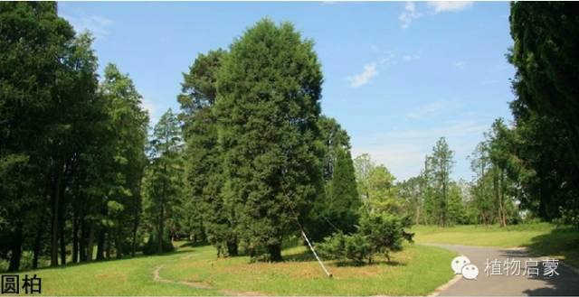 圓柏、刺柏、側(cè)柏、柏木以及龍柏的簡(jiǎn)易識(shí)別法