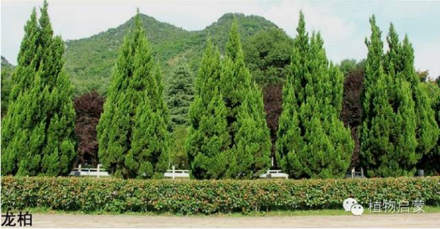 圓柏、刺柏、側(cè)柏、柏木以及龍柏的簡(jiǎn)易識(shí)別法