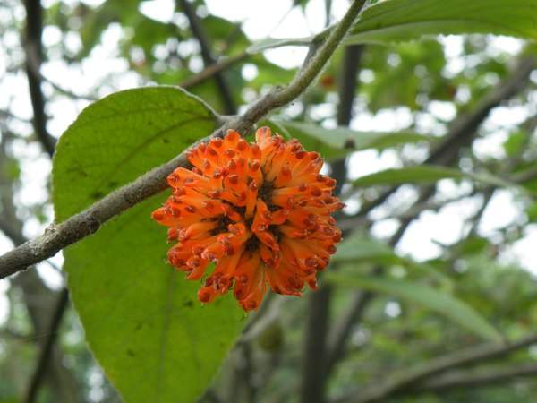 構(gòu)樹的果實(shí)能吃嗎？