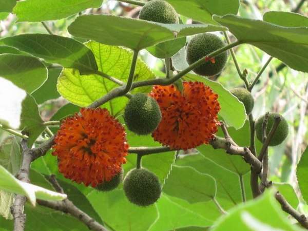 構(gòu)樹的果實(shí)能吃嗎？