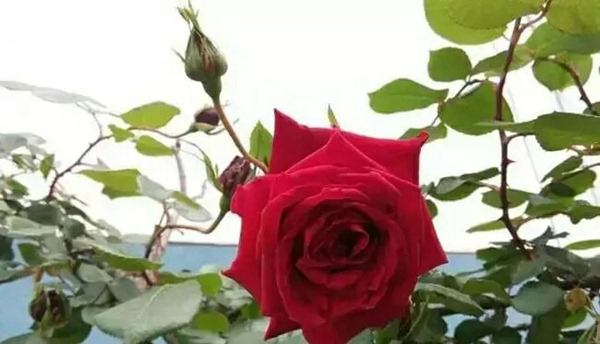 御用馬車(Etoile de Hollande，Climbing)