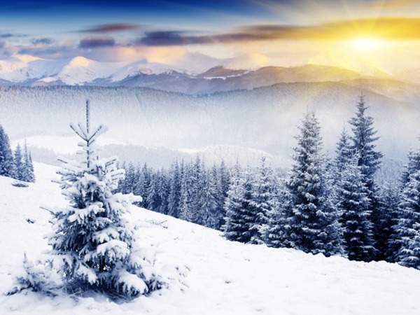 見過這樣的雪松造型樹嗎？美到你想不到