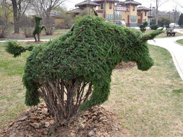 勁爆眼球的檜柏造型，心都醉了