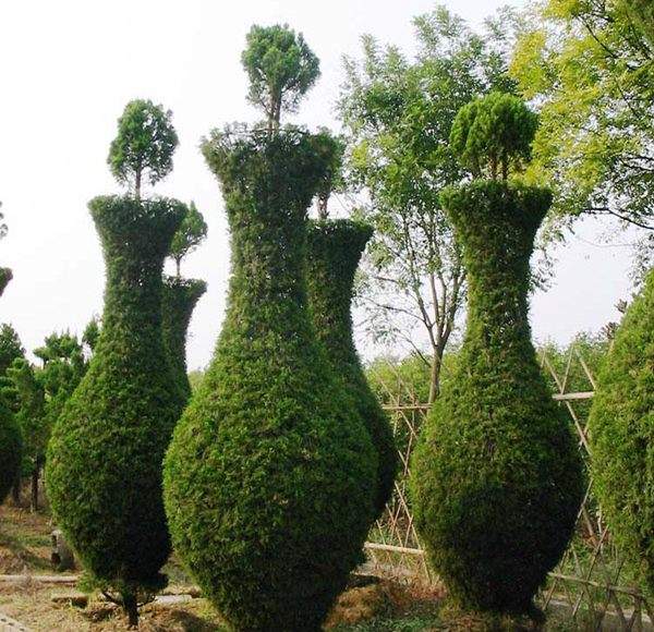 勁爆眼球的檜柏造型，心都醉了