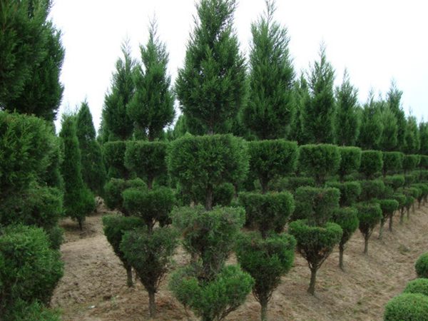 勁爆眼球的檜柏造型，心都醉了