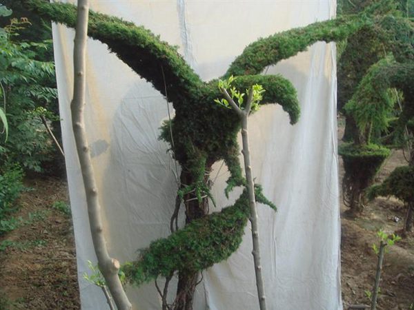 勁爆眼球的檜柏造型，心都醉了