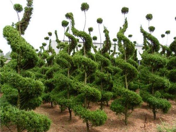 勁爆眼球的檜柏造型，心都醉了