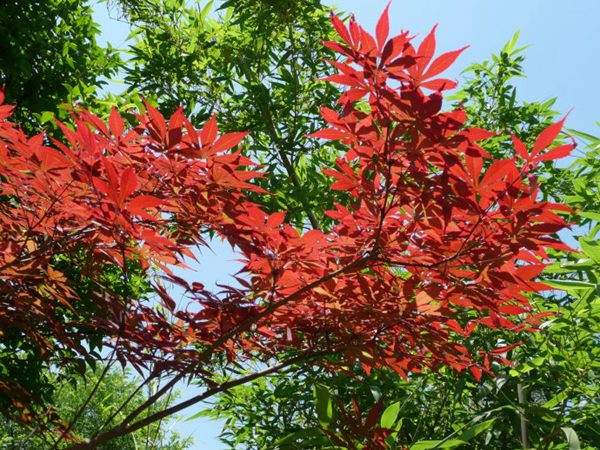 紅楓作衫，白楊為裙，美的傾國傾城！