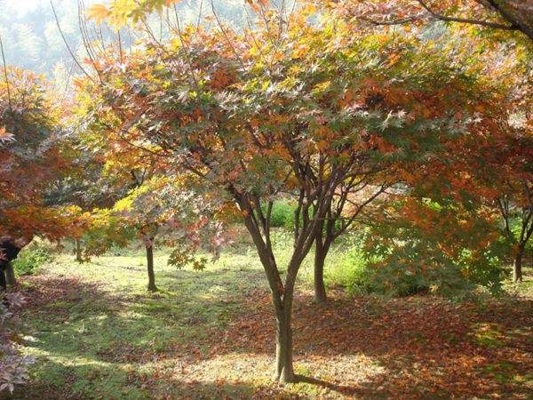 紅楓作衫，白楊為裙，美的傾國傾城！