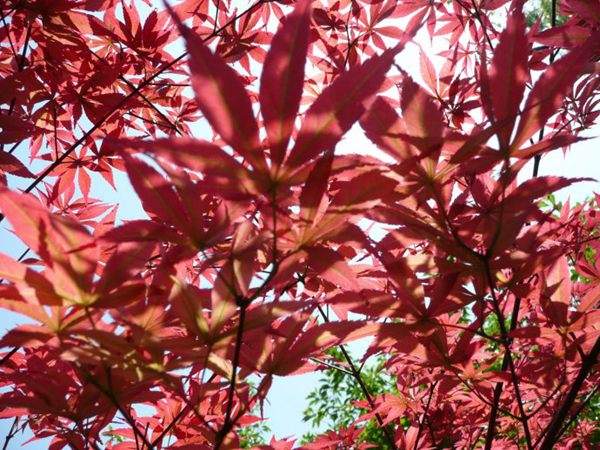 紅楓作衫，白楊為裙，美的傾國傾城！