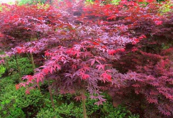 紅楓作衫，白楊為裙，美的傾國傾城！