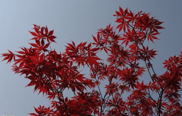 紅楓作衫，白楊為裙，美的傾國傾城！