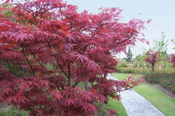 紅楓作衫，白楊為裙，美的傾國傾城！