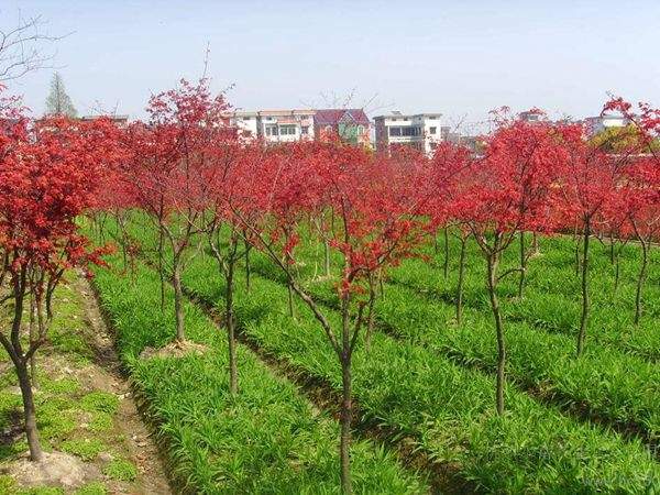 “顏值爆表”的日本紅楓，不是想看就能看！