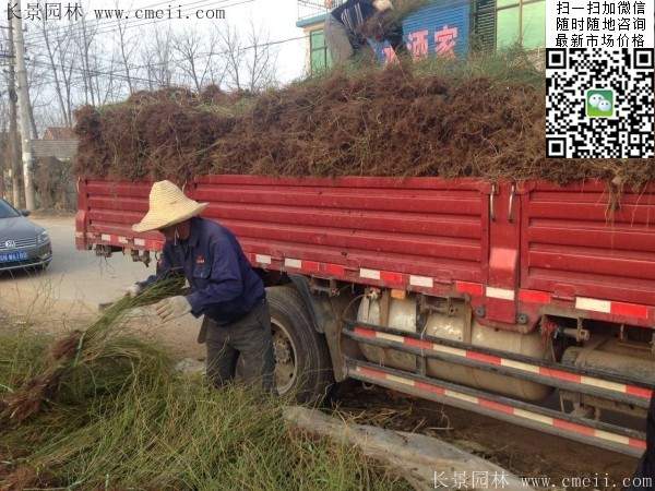 棣棠基地--長(zhǎng)景園林
