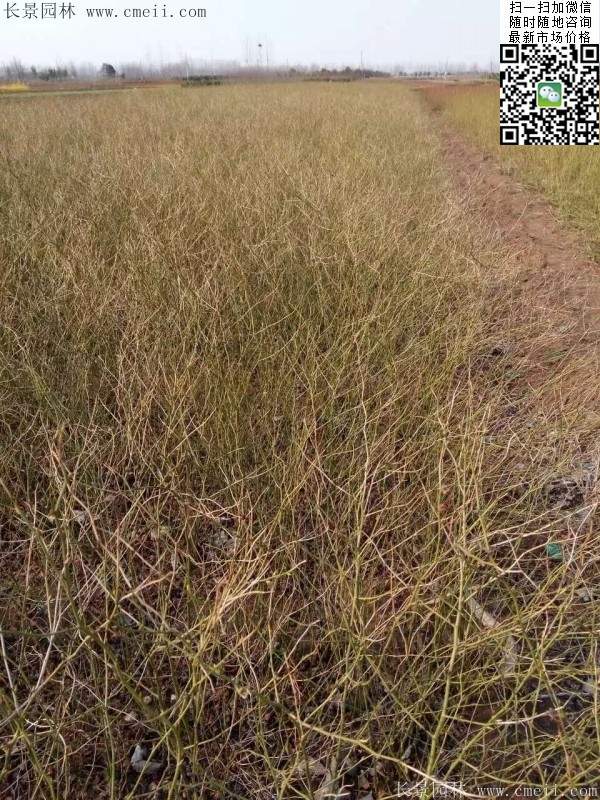 棣棠基地--長(zhǎng)景園林