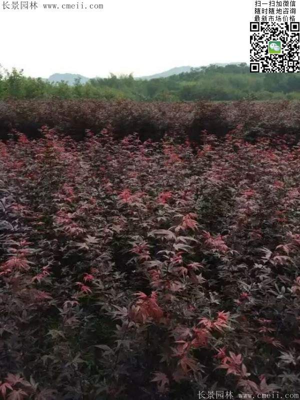 紅楓樹(shù) 紅楓樹(shù)
